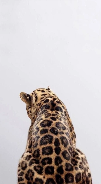 A cover of "athletic" cluster. The owner is sangua. The cluster consists of 1 element.