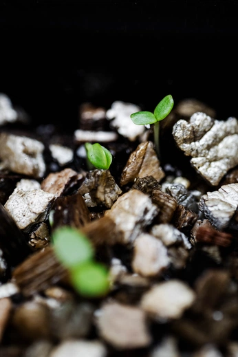 A cover of "daily" cluster. The owner is rosaveldkamp. The cluster consists of 12 elements.