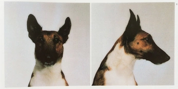 A cover of "Ginni" cluster. The owner is daisytamsoy. The cluster consists of 8 elements.