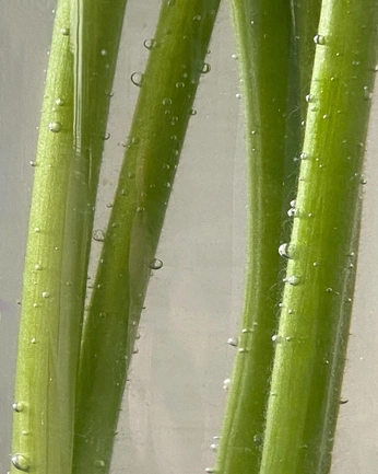 A cover of "BB" cluster. The owner is kikistains. The cluster consists of 2 elements.