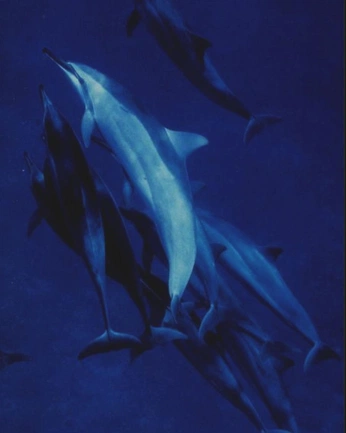 A cover of "B L U E" cluster. The owner is isaac23. The cluster consists of 27 elements.