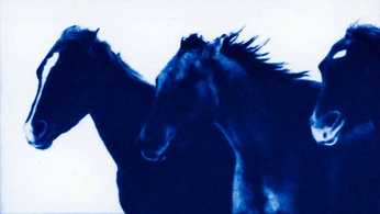 A cover of "cyanotype" cluster. The owner is margaryyyyra. The cluster consists of 78 elements.