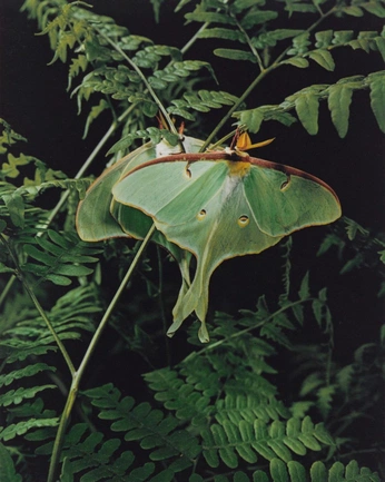 A cover of "Animals" cluster. The owner is meltzer. The cluster consists of 6 elements.