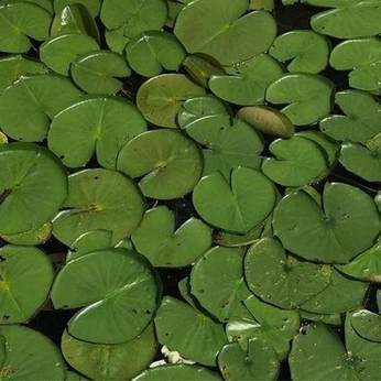 A cover of "Standing Still" cluster. The owner is awade. The cluster consists of 13 elements.