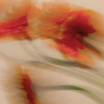 A cover of "Catherine" cluster. The owner is jonnyslay. The cluster consists of 25 elements.