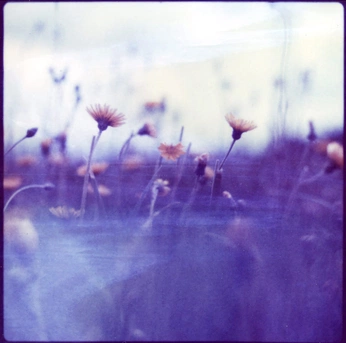 A cover of "Nostalgia" cluster. The owner is analogaesthetics. The cluster description is "https://analogaesthetics.com". The cluster consists of 23 elements.