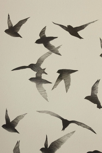 A cover of "windows and birds b&w" cluster. The owner is daudslmn. The cluster consists of 32 elements.