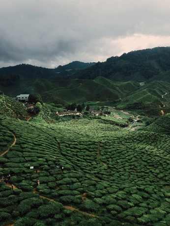 A cover of "biome" cluster. The owner is hollybellb. The cluster consists of 25 elements.