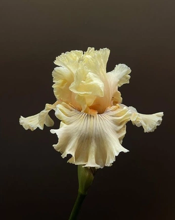 A cover of "flowers" cluster. The owner is mem0rabilia. The cluster consists of 23 elements.