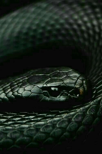 A cover of "Fauna" cluster. The owner is margoteverline. The cluster consists of 33 elements.