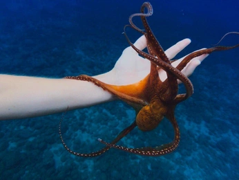 A cover of "octopus/squid" cluster. The owner is meyerhjs. The cluster consists of 1 element.