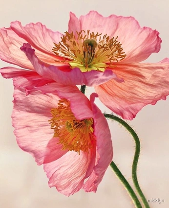 A cover of "Orange&pink" cluster. The owner is annasi. The cluster consists of 7 elements.