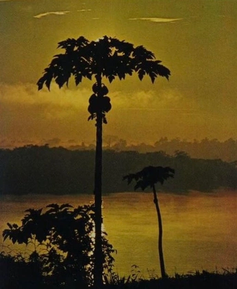 A cover of "End 2025" cluster. The owner is nebuladeluz. The cluster consists of 35 elements.