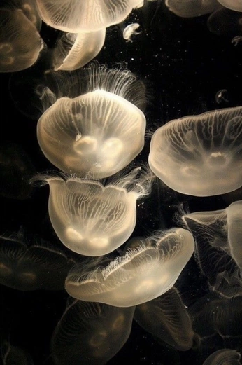 A cover of "𓂅₊ ⊹𓄹" cluster. The owner is toracojp. The cluster consists of 14 elements.