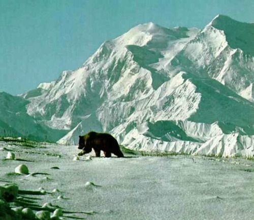 An American Black Bear in a snowy, mountainous landscape.