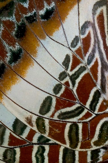 A cover of "Patterns" cluster. The owner is ummactually. The cluster consists of 2 elements.