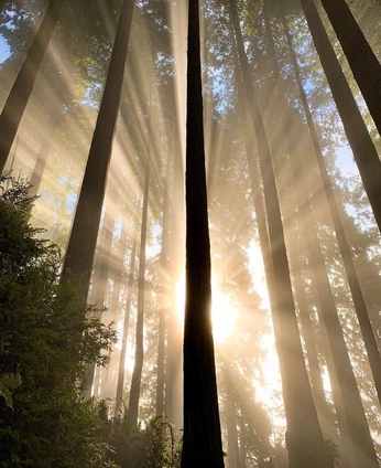 A cover of "Naturaleza 🌿🪨" cluster. The owner is anafestini. The cluster consists of 56 elements.