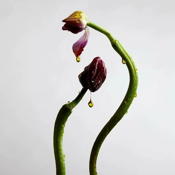 A cover of "GEC" cluster. The owner is martinatf. The cluster consists of 216 elements.