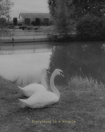 A cover of "b&w" cluster. The owner is ann.9. The cluster consists of 12 elements.