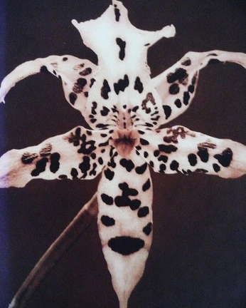 A cover of "dresses" cluster. The owner is twentyeight. The cluster consists of 4 elements.