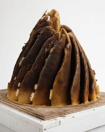 A cover of "honey" cluster. The owner is viggo. The cluster consists of 22 elements.