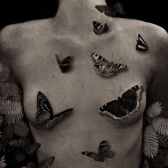 A cover of "Butterfly" cluster. The owner is alyssa13. The cluster consists of 3 elements.