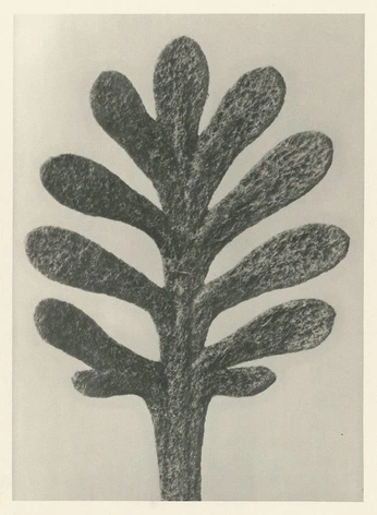 A cover of "peppers" cluster. The owner is acoyote. The cluster consists of 6 elements.