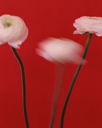 A cover of "Red" cluster. The owner is bynest. The cluster consists of 13 elements.