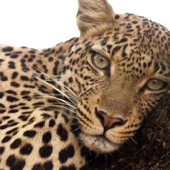 A cover of "creation" cluster. The owner is lunanorte. The cluster consists of 64 elements.