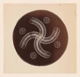 Albumen silver print of ornamental lathe turning