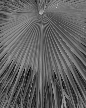 A cover of "Palms" cluster. The owner is cozyshadelane. The cluster consists of 6 elements.