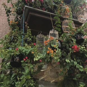 A cover of "nature" cluster. The owner is lauraloves. The cluster consists of 88 elements.