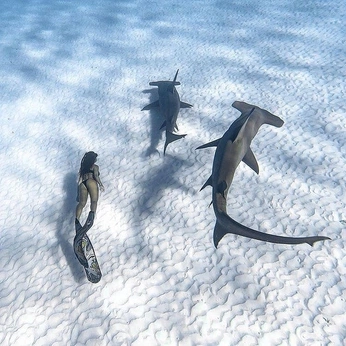 A cover of "Sharks" cluster. The owner is peppertree. The cluster consists of 8 elements.