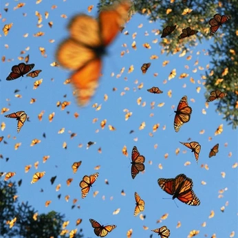 A cover of "OH MY SOUL" cluster. The owner is evascosmos. The cluster consists of 33 elements.