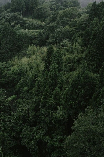 A cover of "Nature" cluster. The owner is azvy2. The cluster consists of 13 elements.