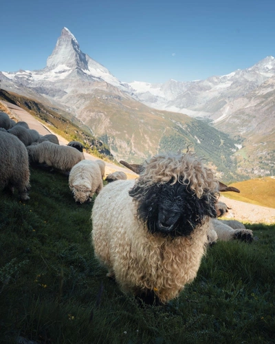 An Instagram  post added by annie on Sep 18, 2024. The author is @mathias.koch_. May present: sheep.