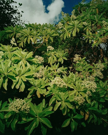 A cover of "PHOTOGRAPHY" cluster. The owner is 666abigail. The cluster consists of 5 elements.