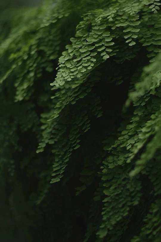 Moringa lifestyle