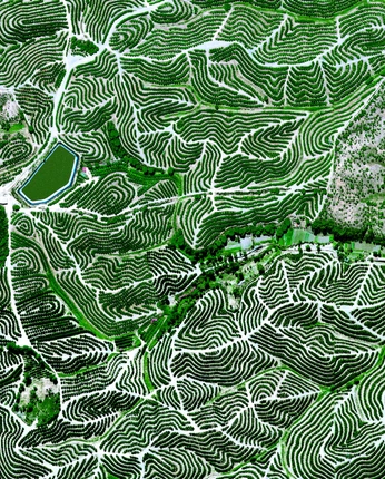 A cover of "tea" cluster. The owner is mana66. The cluster consists of 15 elements.