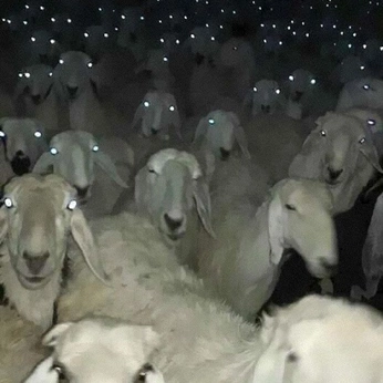 A cover of "😛😛" cluster. The owner is havenn. The cluster consists of 3 elements.