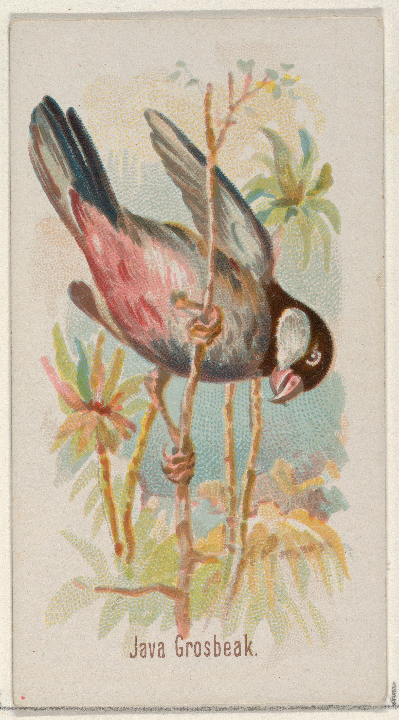 Java Grosbeak, from the Song Birds of the World series (N23) for Allen & Ginter Cigarettes