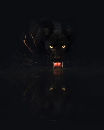 A cover of "OCs" cluster. The owner is heelerz. The cluster consists of 2 elements.