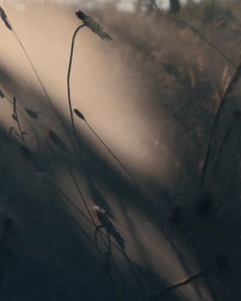 A cover of "Walls" cluster. The owner is higherworlds. The cluster consists of 34 elements.