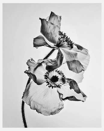 A cover of "flowers" cluster. The owner is njokikariuki. The cluster consists of 10 elements.