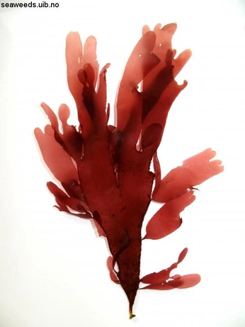 A cover of "Tang" cluster. The owner is larshovland. The cluster consists of 1 element.