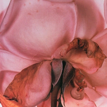 A cover of "pink" cluster. The owner is bencee. The cluster consists of 32 elements.