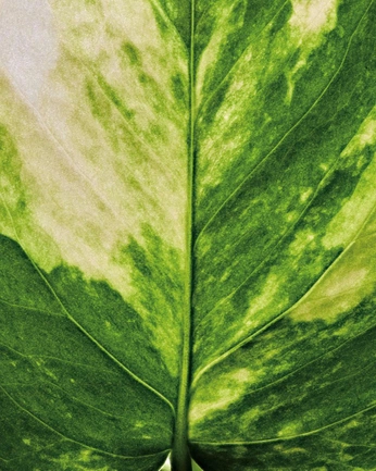 A cover of "Like" cluster. The owner is pviktorya. The cluster consists of 1 element.