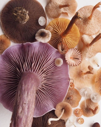 A cover of "fungi" cluster. The owner is ruelcabpo. The cluster consists of 33 elements.