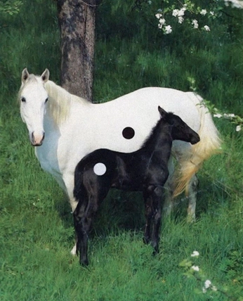 A cover of "alterna" cluster. The owner is jxnislopes. The cluster consists of 11 elements.