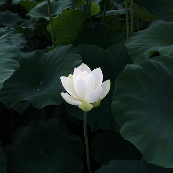 A cover of "gokuraku cafe 2" cluster. The owner is akayp. The cluster consists of 9 elements.